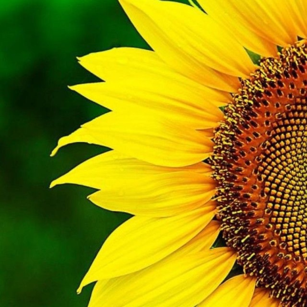 Meet your Posher, Lisbeth